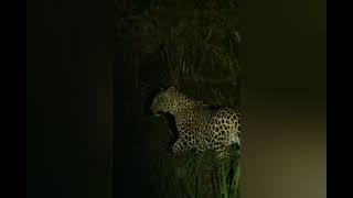 captivating leopards sighted in Uganda