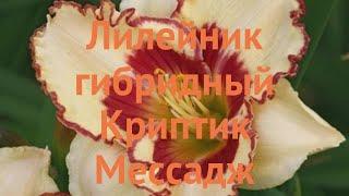 Лилейник гибридный Криптик Мессадж  обзор: как сажать, саженцы лилейника Криптик Мессадж