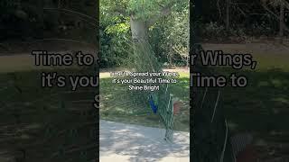 Daily affirmations #nature #peace #affirmation #grateful #gratitude #relaxing #beautiful