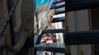 Gatitos suben a la azotea
