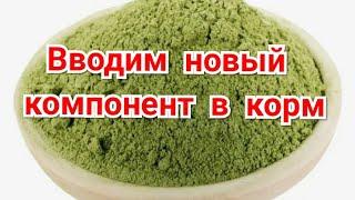 Вводим новые компоненты в корм для кур.