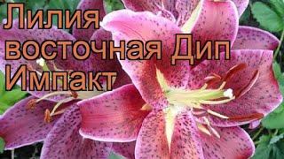 Лилия восточная Дип Импакт (lilium)  лилия Дип Импакт обзор: как сажать луковицы лилии Дип Импакт