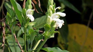 Justicia adhatoda Medicinal value, chemical composition, Description.