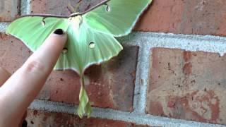 Petting The luna moth, Actias luna