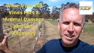 Wine from 200 Vines Part 8: Animal Damage and Vine Recovery