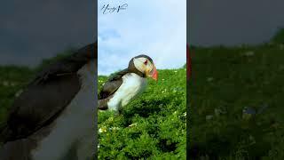 Puffin | The Cutest Puffin Birds You'll Ever See!