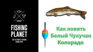 Как ловить Белый Чукучан Fishing Planet (Колорадо) | Фишинг Пленет