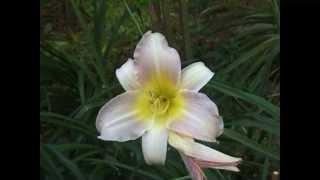 hemerocallis 2013 summer bloom