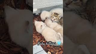 It’s CATURDAY #caturday #babykittens #shorts #kittens