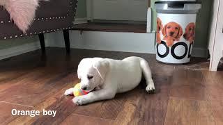 Super adorable white lab puppies ￼