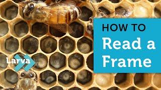 How to Read a Frame When Checking Your Bees | What the Beekeeper Does | Beekeeping for Beginners