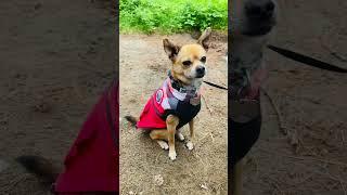 #dog #chihuahua #camping #campingdog #lac-simon #quebec #canada