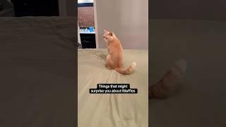 Waffles may be spicy from time to time, but he also lives up to his sweet name #cats #shorts