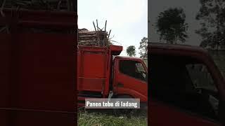 Panen tebu di ladang
