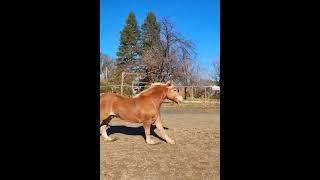 Haflinger gelding Nick. 10 yrs 15 hands. Gentle family friendly horse #californiahaflingers