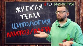 Жуткая тема – МИТОЗ/МЕЙОЗ | ЦИТОЛОГИЯ ЕГЭ БИОЛОГИЯ