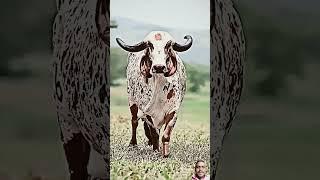 Amazing cow #funny #cartoon #mojmasti #short #video