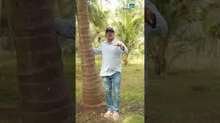 How to find healthy coconut tree ? Part - 2