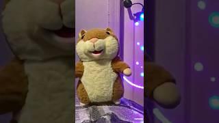 Funny hamster dancing #dreamtime #funny #funnypets #music #pop #funnypets #funnydance￼ #petsdance