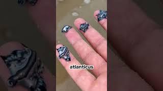 Mythical Beauty of the Sea: The Glaucus Atlanticus 丨AmazingNotes