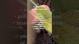 Звук#фитотерапия#травы#сборурожая#здоровье#травница#health#harvest#phytotherapy#herbal#herbgarden
