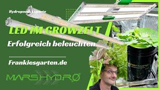 Maximales Pflanzenwachstum - Die LED-VG80 von MarsHydro im Einsatz bei Zucchinis im Growzelt