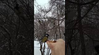 Синички #синицы #синички #птицы #природа #зима #2024 #декабрь #bird #snow #nature #december