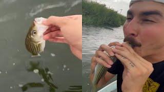 Bringing A Fish Back To Life