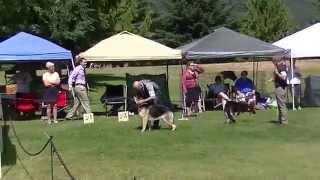 GSDC of the PNW 1 / 6-9 Puppy Bitch, 9-12 Puppy Bitch