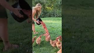 Nothing goes to waste when you have chickens! #chickens #homesteading #farm #farmlife