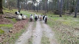 chased by sheep