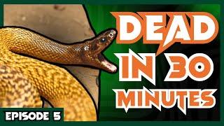 The WORLD'S MOST VENOMOUS Snake | Venom Diaries