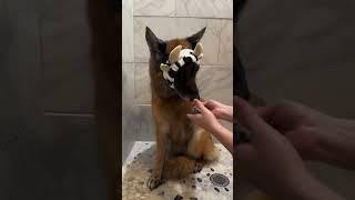 Rutina de baño de un perro viejo