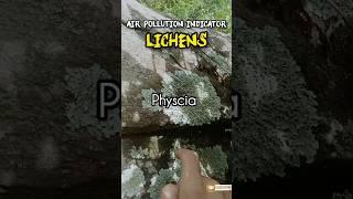 Bio-indicator lichens || Association of Algae ️ and Fungi  #lichen @Med.Aspire