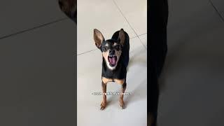 CHAVECO DO ZORRO