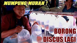  DISCUS TERLALU MURAH‼️ UPDATE HARGA TERBARU DISCUS TERMURAH KO HENDRA PASAR IKAN HIAS JATINEGARA