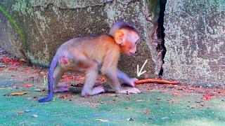 Oh no please be careful...Hey baby monkey SARIKI don't plays with this tiny animal it's not good.