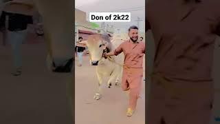 Heaviest bull i ever seen         #bakraeid2022 #shorts #youtubeshorts #trending