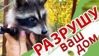 Маленькая енотовидная БЕСТИЯ! Тайган. Raccoon life in Taigan.