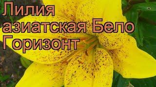 Лилия азиатская Бело Горизонт  обзор: как сажать, рассада, луковицы лилии Бело Горизонт