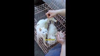 It's a pity to feed the cat in this way. #Quick Home Cooking #Home Improvement Competition #I'm the