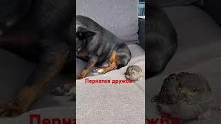 Как трогательно  #позитив #shortvideo #собака #жизнь#short #shorts #животные #друзья #dog