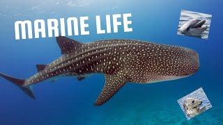 Marine Marvels | Exploring Ocean Life and Conservation | Samir Ali Tv