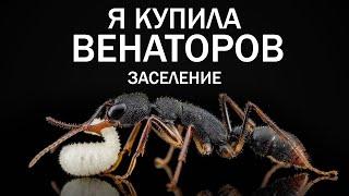 КУПИЛА ВЕНАТОРОВ – ОБУСТРАИВАЕМ ФОРМИКАРИЙ И ЗАСЕЛЯЕМ МУРАВЬЕВ – Harpegnathos Venator