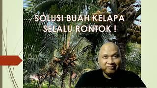 Mengatasi Rontok pada Buah Kelapa !