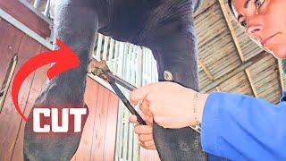 Horses have 5 toes Cut nails! Clipping legs, beard and ears | Friesian Horses