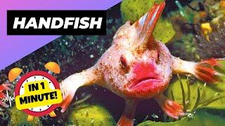 Handfish  The Quirky Walking Fish! | 1 Minute Animals