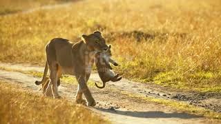 Lions have strong, compact bodies and powerful forelegs, teeth and jaws for pulling down and killing