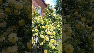 Шикарный розовый куст #краснодар #цветы #май2025