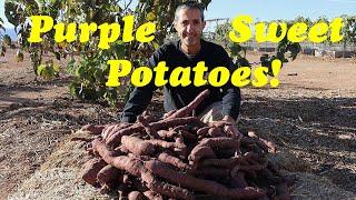 Growing, Harvesting and Curing Sweet Potatoes